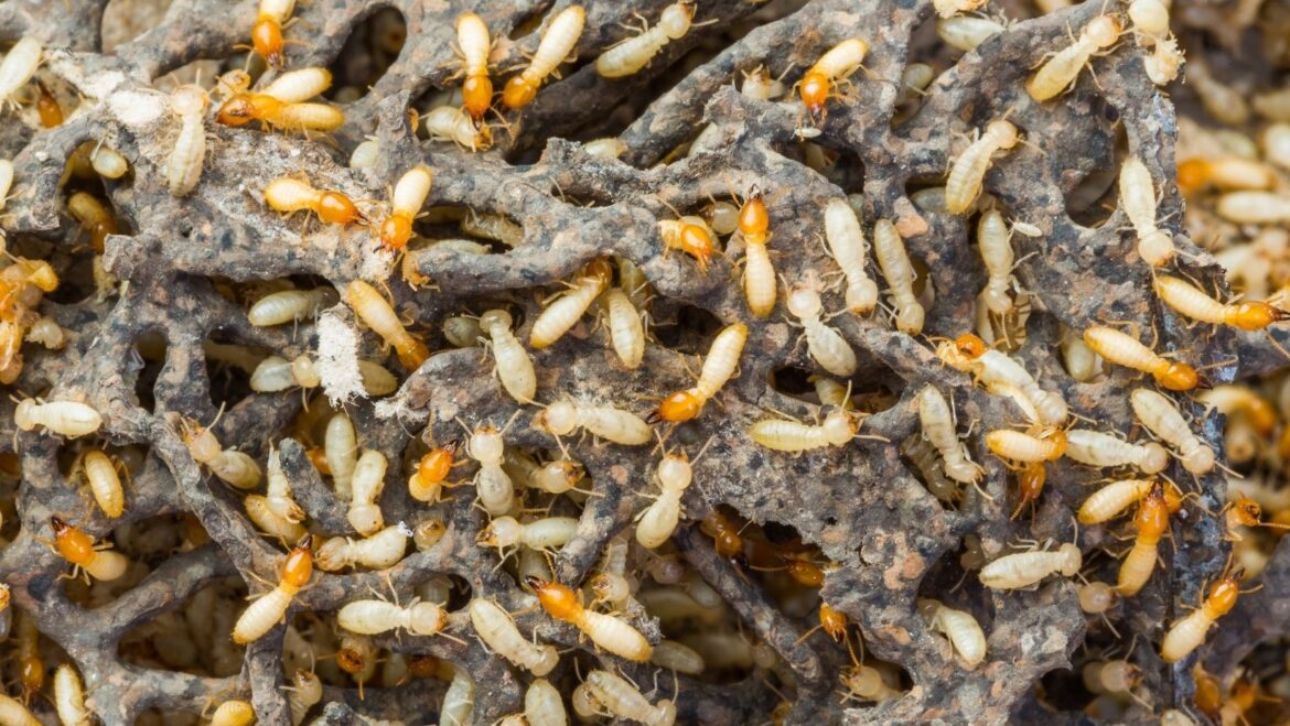 Identifying the Signs of a Termite Problem in Frisco: Key Indicators Every Homeowner Should Know